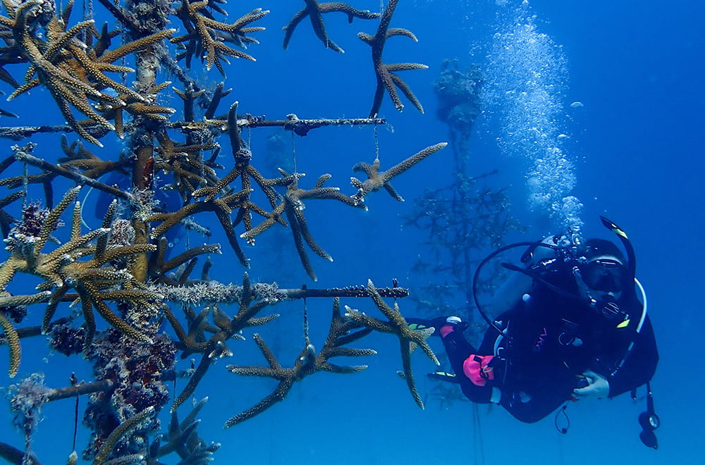 diver swimming by a coral nusery