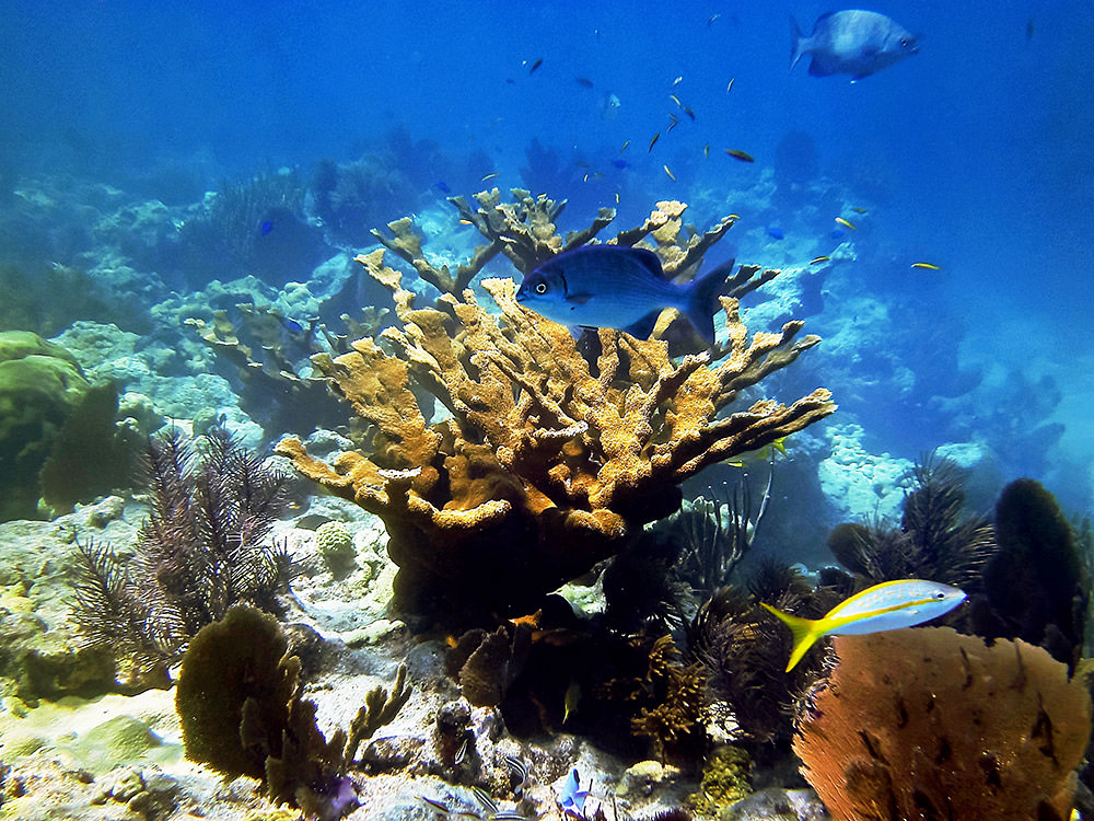 coral reef with fish swimming around